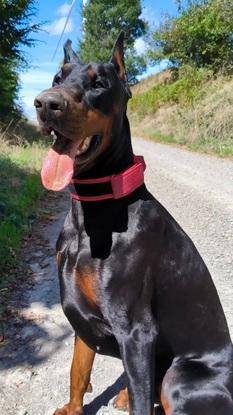 Titan (Doberman)