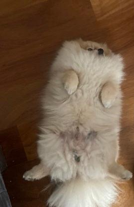 pablito mon petit spitz que j’ai laissé chez mes parents pour faire mes études 