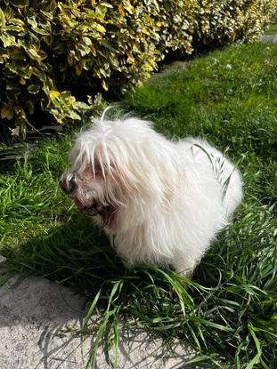 Mon chien Chrystalle 