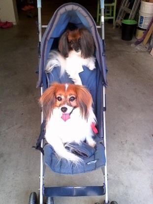 Dès chiens que j’ai gardés 