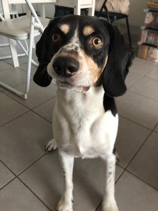 Mon chien
