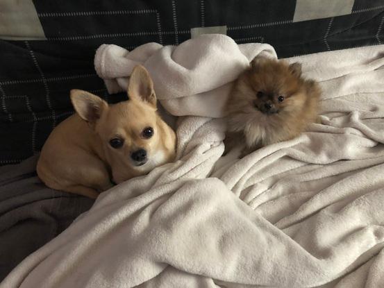 My dogs
