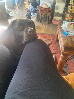 Voici Raya le chien d’une voisine dont je balade souvent 