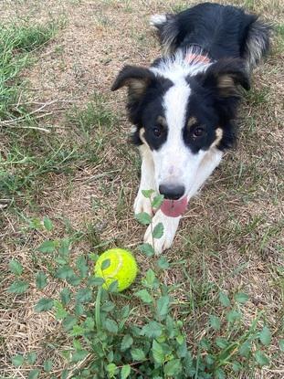 mon chiot lors d’une balade dehors