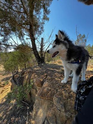 Cubby