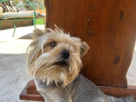 Chewbacca