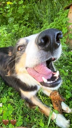 Mon chien Ola