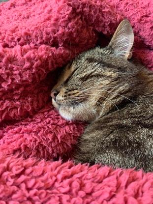 Mon bébé chat lors des jours pluvieux