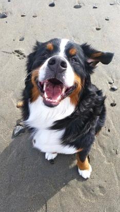Happy dog!