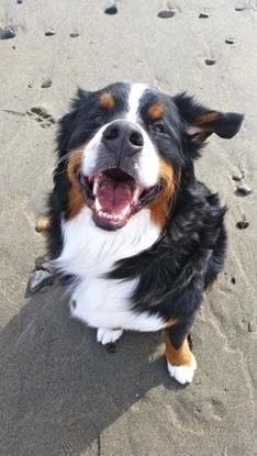 Happy dog!