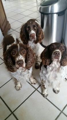 Chiens de mes parents