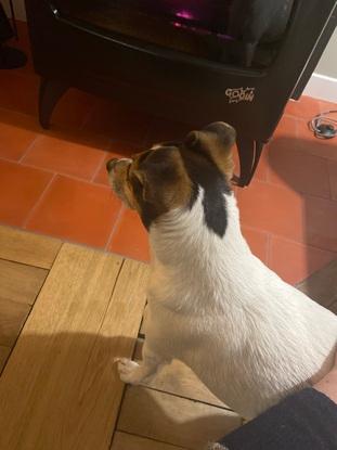 Nestor mon jack russel d’enfance 🥰