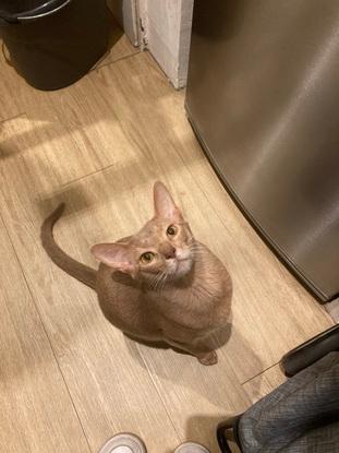 un des chats dont je me suis occupée ! 😊