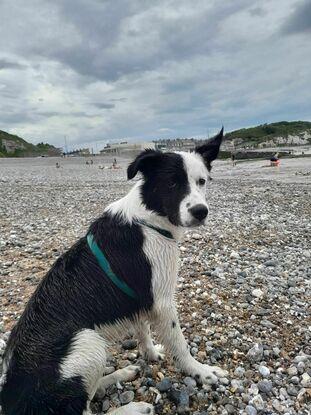Nous avons la possibilité t'emmener votre chien à la mer avec le autre. 