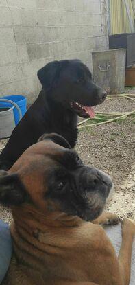 Mes deux autres chiens. 