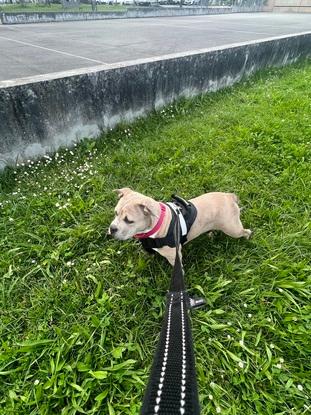 promenade d’un chiot de 4 mois 