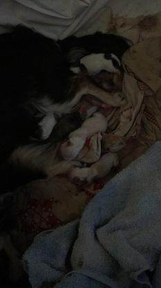 Des bébés chiwawa
