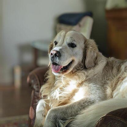 Mon chien de famille