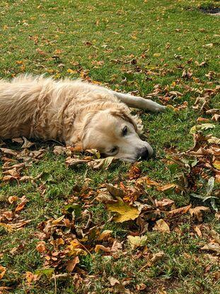 Dans le jardin d'automne