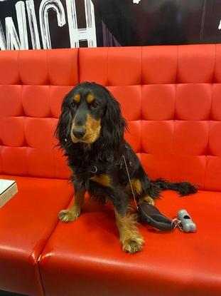 le chien de mon copain