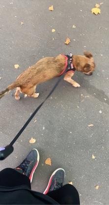 Qash, le premier chien que j’ai promené