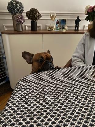 Rony, le chien de ma copine