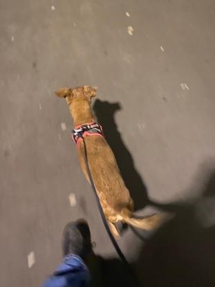Qash en promenade