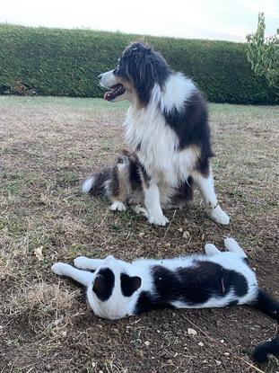 Comme chien et chat