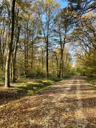 La forêt a 2mn de chez moi