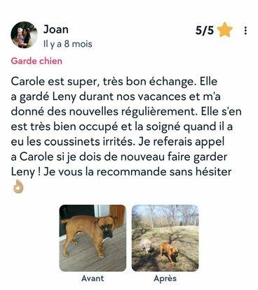 Leny, boxer qui remarche malgré deux hernies discales opérées !
