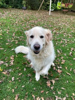Notre chien hachka