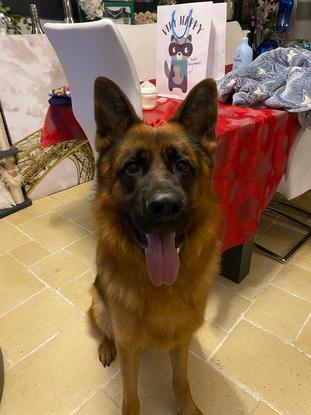Voici swat un berger allemand de 2 ans
