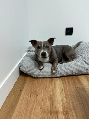 Nemo le staffy de ma soeur