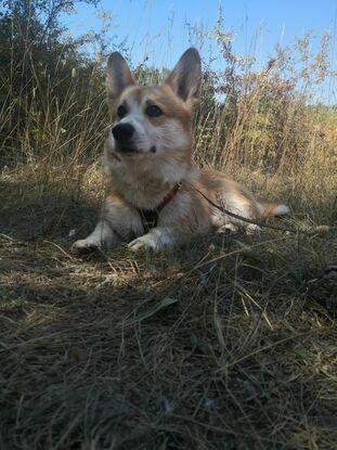 Un chien que j'ai eu l'occasion de garder 