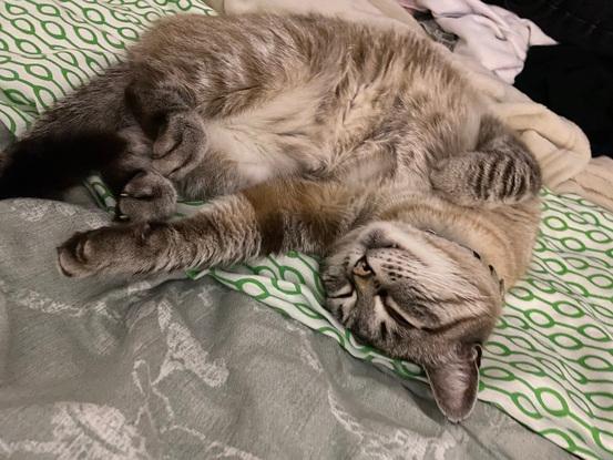 My cat