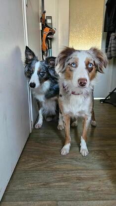 Waze et Tshelby mes chiens 🥰