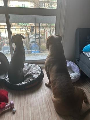 Dior et black(mon chien) qui surveillent la maison