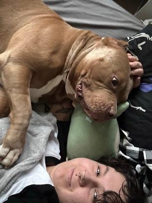 Séance câlins avec Dior, un pitbull de 7 «mois en garde pendant 1 mois