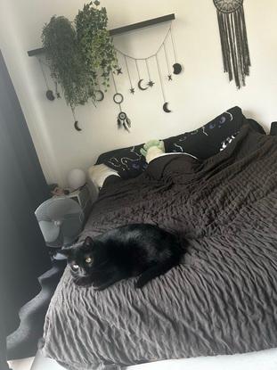 Tarentule (un chat gardé en FA pendant 1an) qui profite du lit pour une sieste