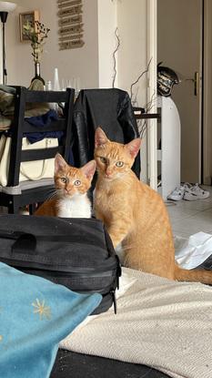 Je possède deux adorables chat🥰