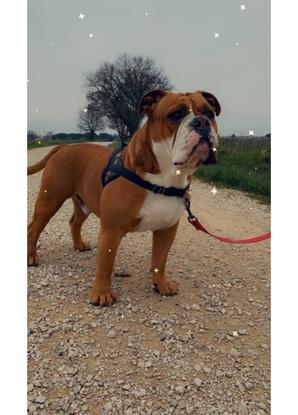En promenade avec le beau neo