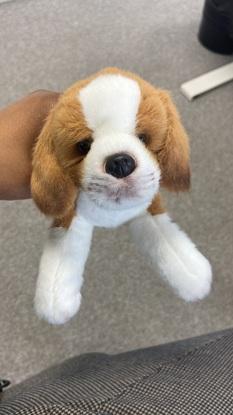 Peluche beagle