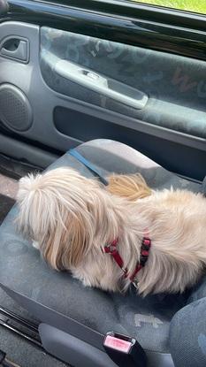 Balade en voiture avec le chien de ma copine pour aller faire des soins!