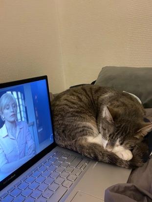 Mon chat Haru 