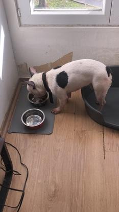 Riley le buldogue français que je gardais chez moi 