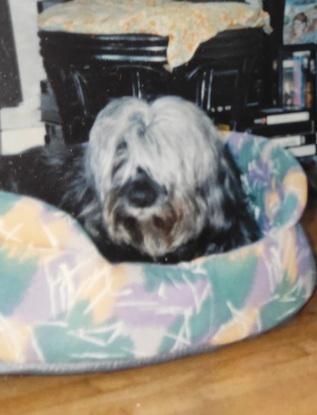Mon chien a mon premier appartement 