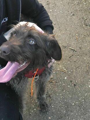 Polux, un coup de coeur canin abandonné à seulement 8 mois..