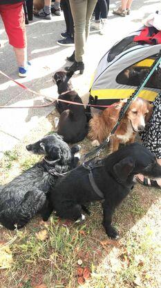 Journée dédiée à l'éducation canine et à la solidarité