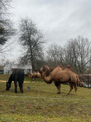 les animaux à proximité 