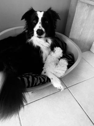 Mon chien Ramses